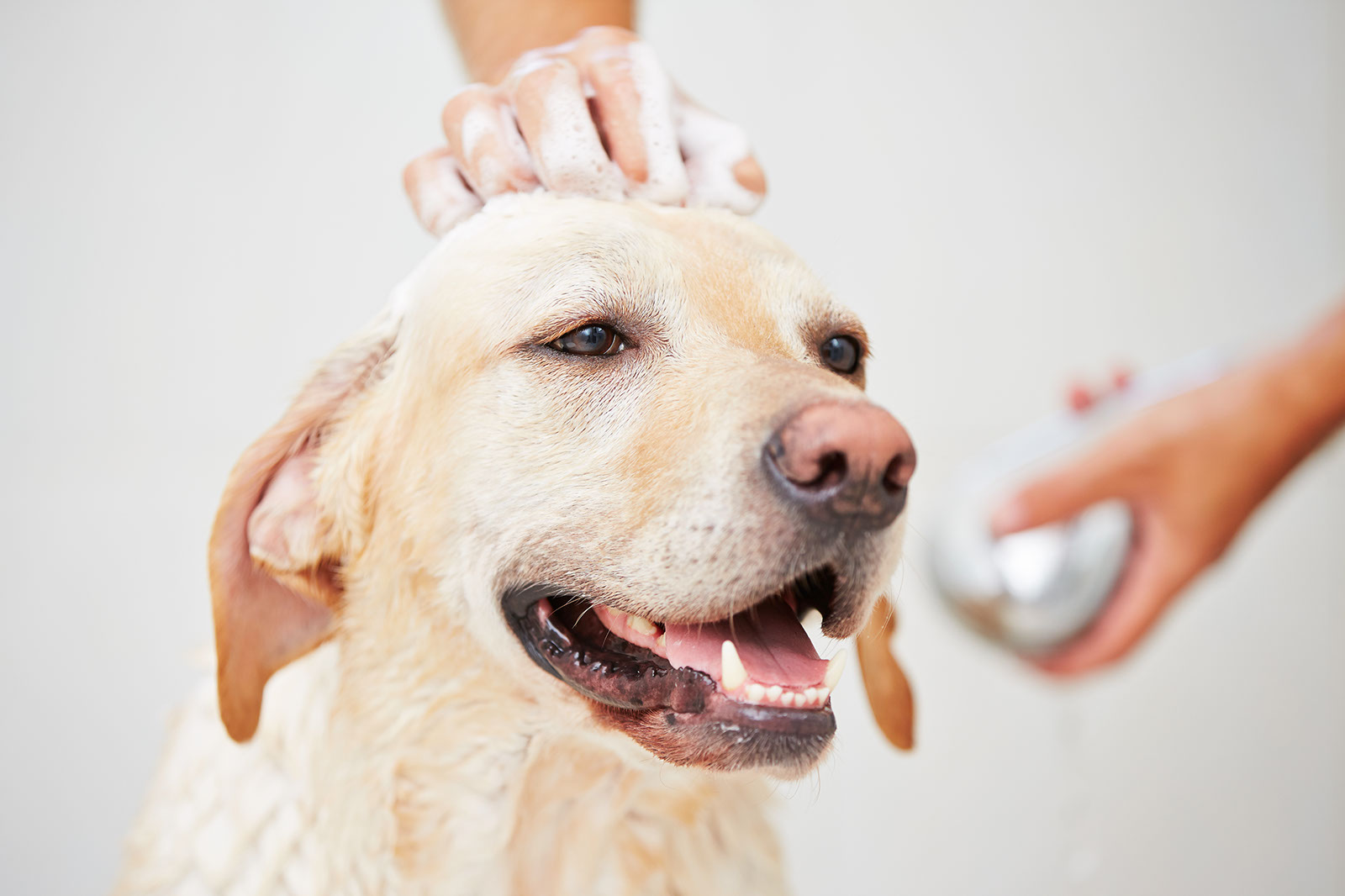 Hands gently washing a labrador during a bath