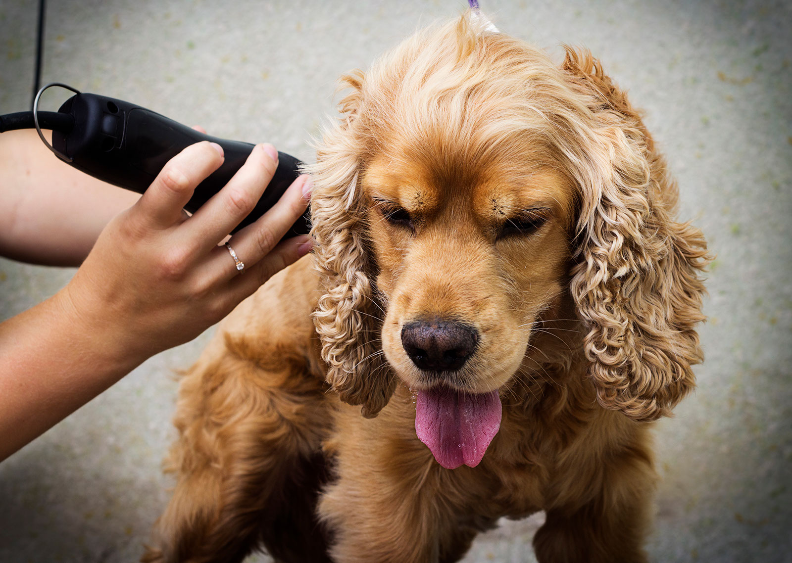 Coat work on a cocker spaniel