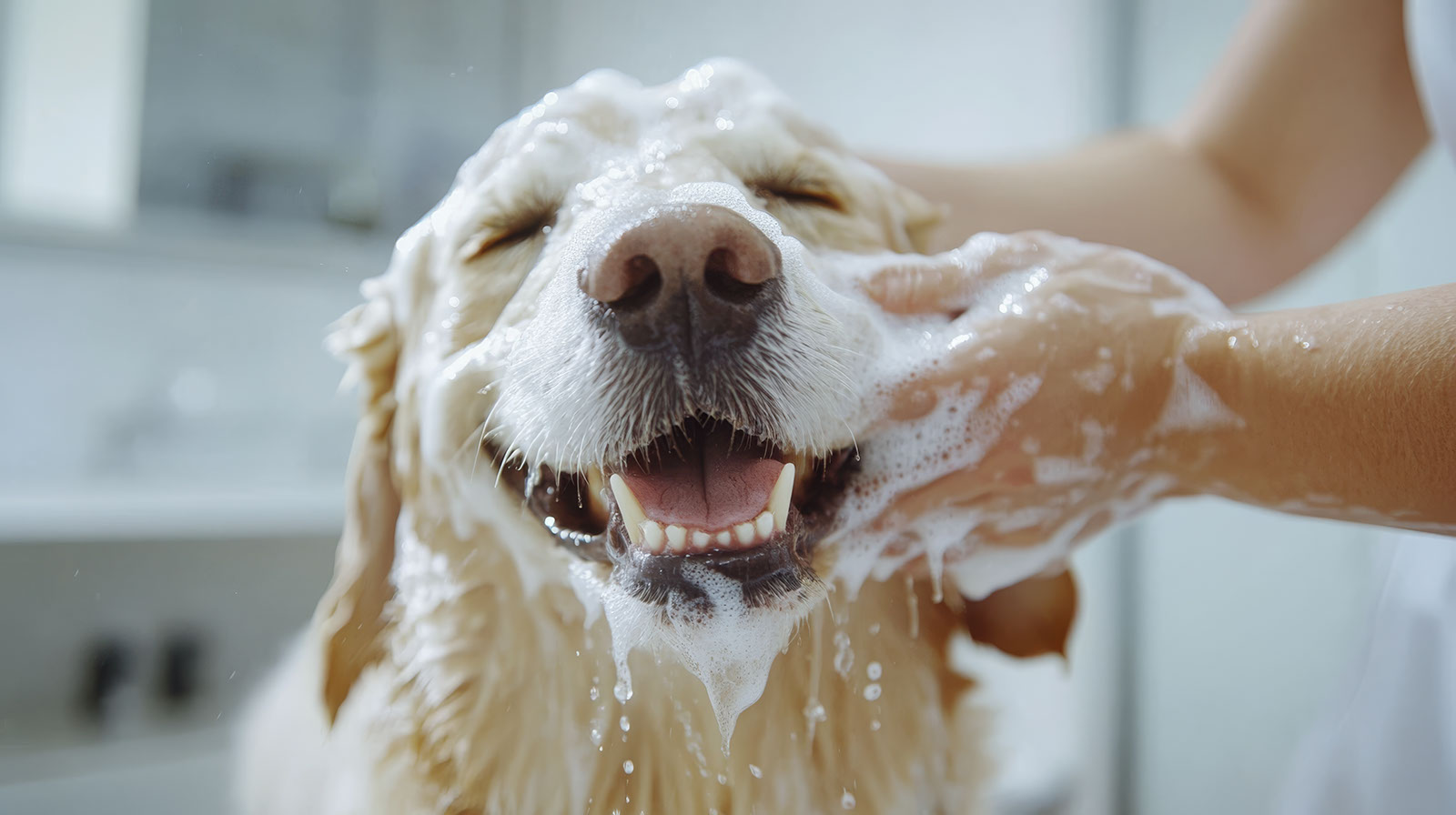 A golden retriever being bathed, eyes closed and relaxed
