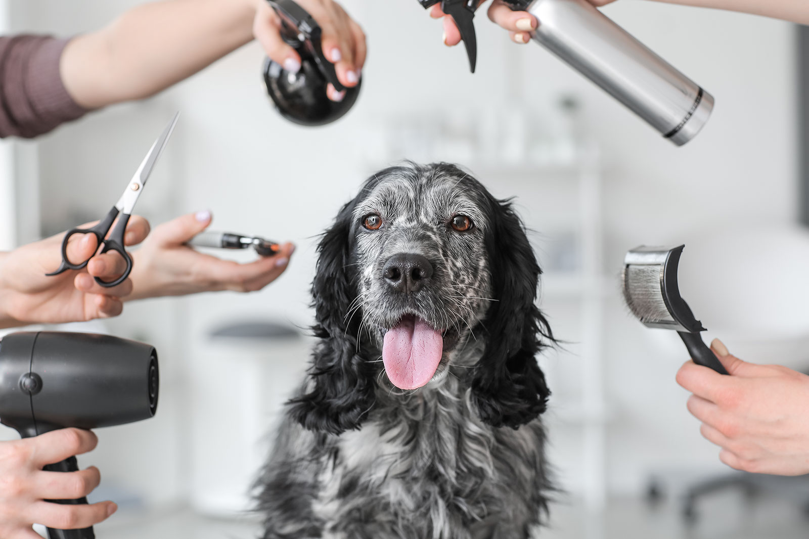 Scissors and grooming tools around a spaniel